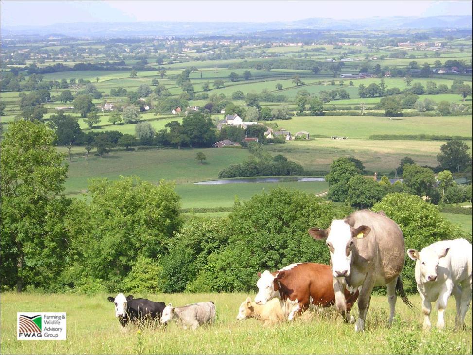Whiteways Farmhouse Buckland Newton Ngoại thất bức ảnh